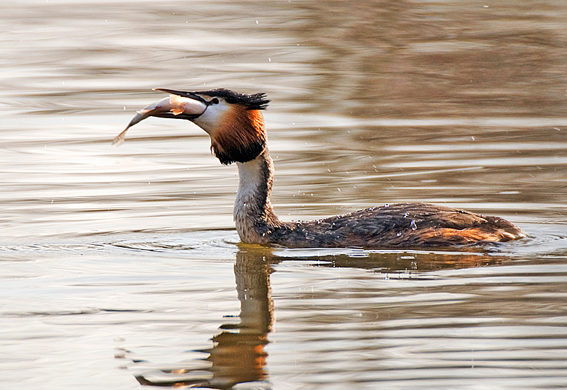 Great Crested Grebe - Freshwater