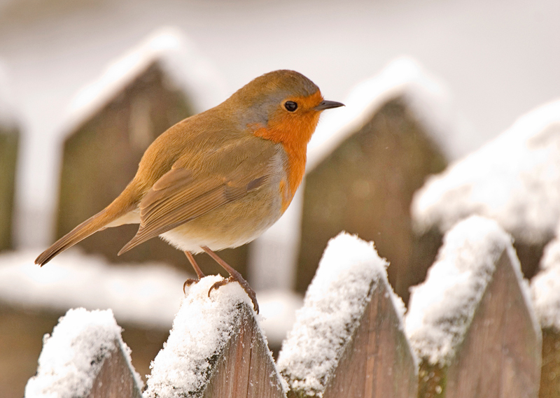 Robin - Robin