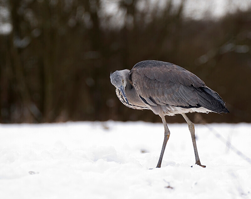  - Winter Grey Herons
