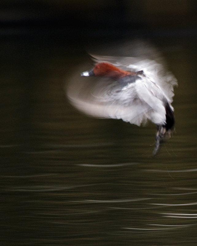 Pochard - Abstract