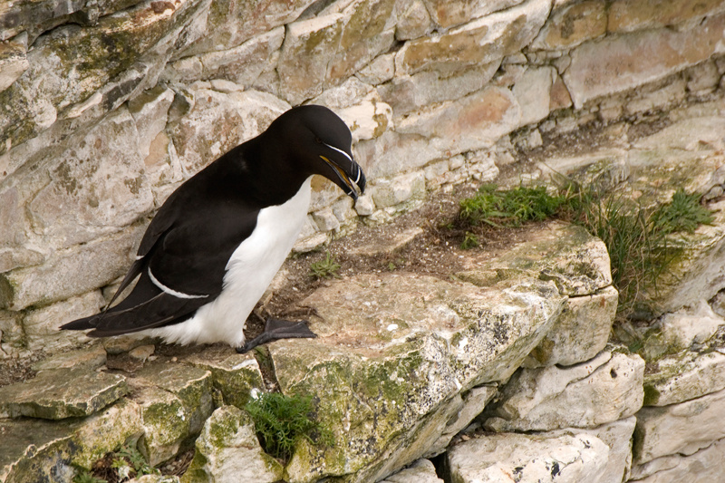 Razorbill - Razorbill