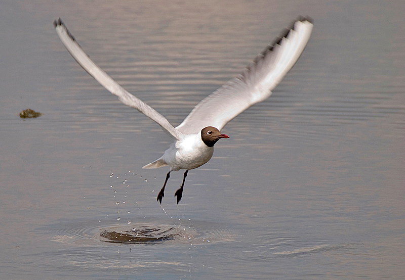 Black-Headed Gull - Coastal & Wetland