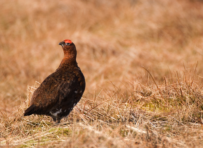 Red Grouse - Red Grouse