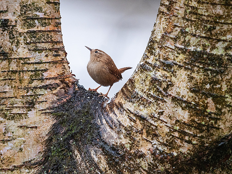 Wren - Woodland