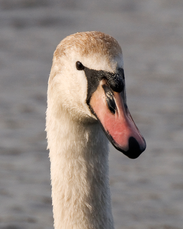 Mute Swan - Swan, Mute