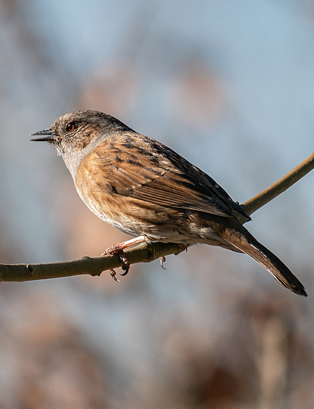 Dunnock - Woodland