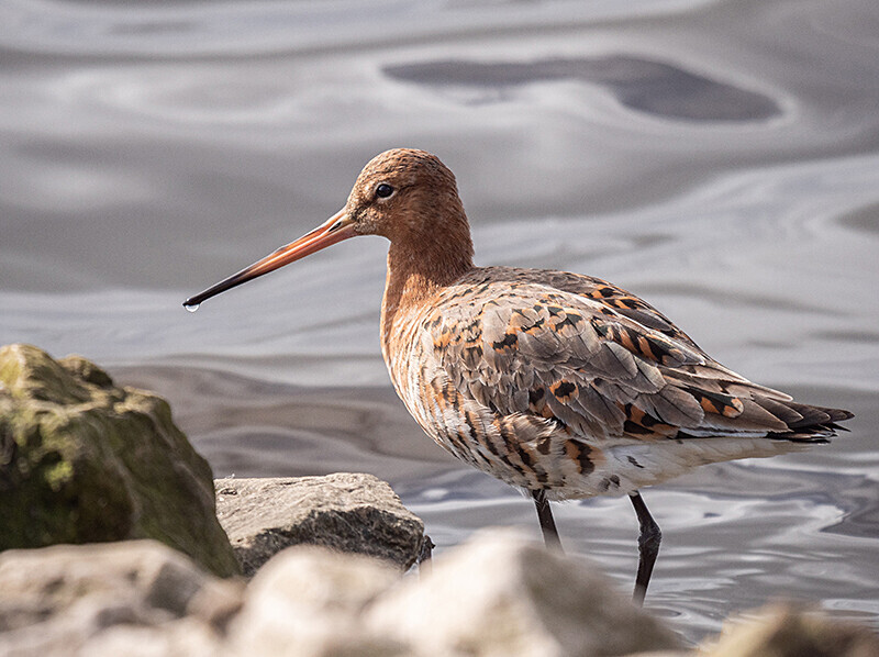  - Coastal & Wetland