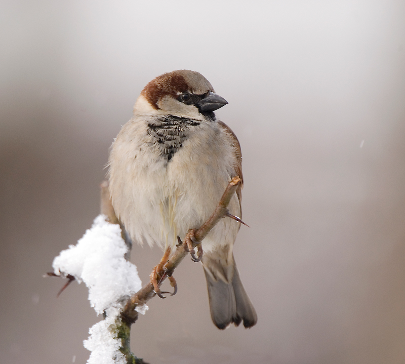 House Sparrow - House Sparrow