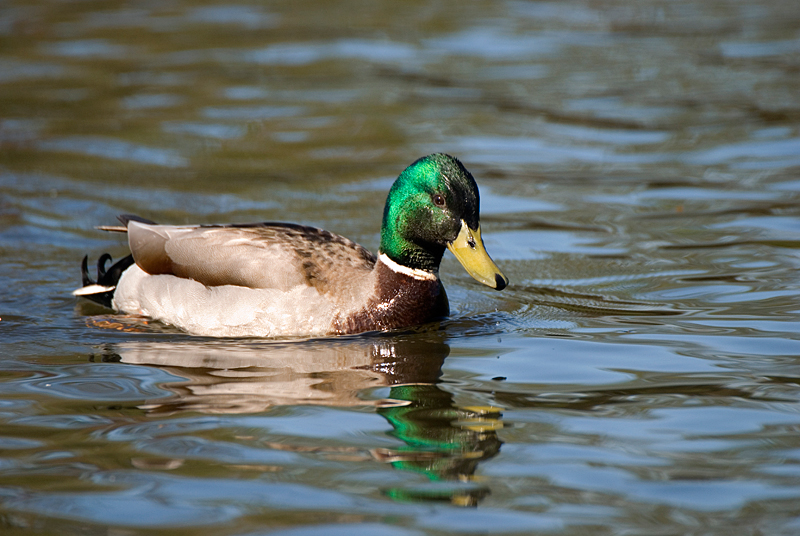 Mallard - Mallard
