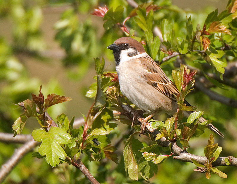 Tree Sparrow - Lowland & Farmland