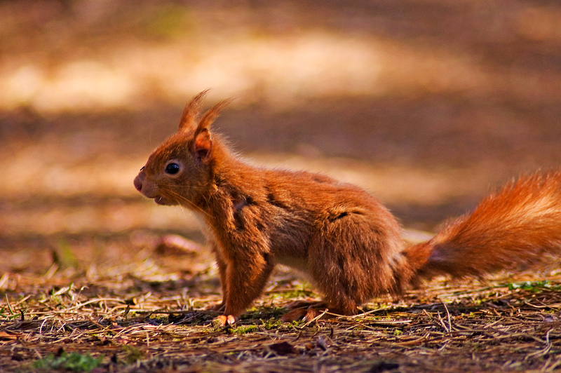 Red Squirrel - Woodland