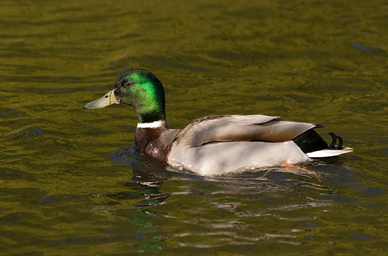 Mallard - Mallard