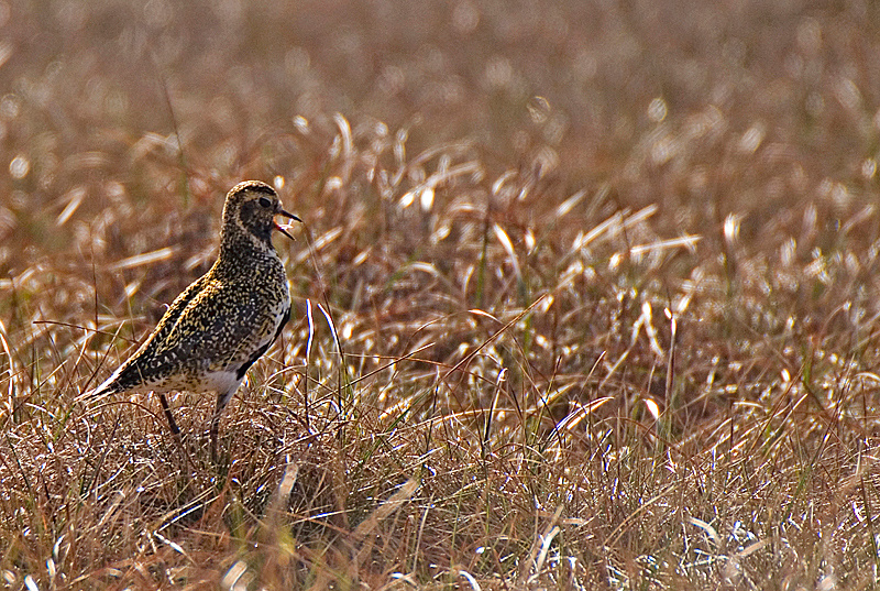 Golden Plover - Upland & Mountain