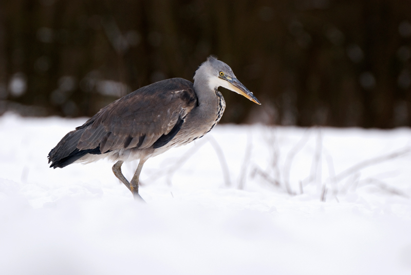 Grey Heron - Grey Heron