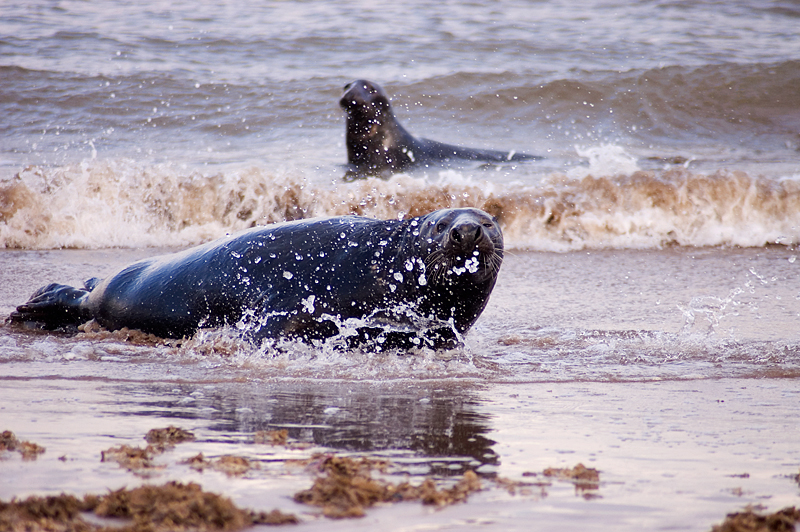 Grey Seal - Grey Seals