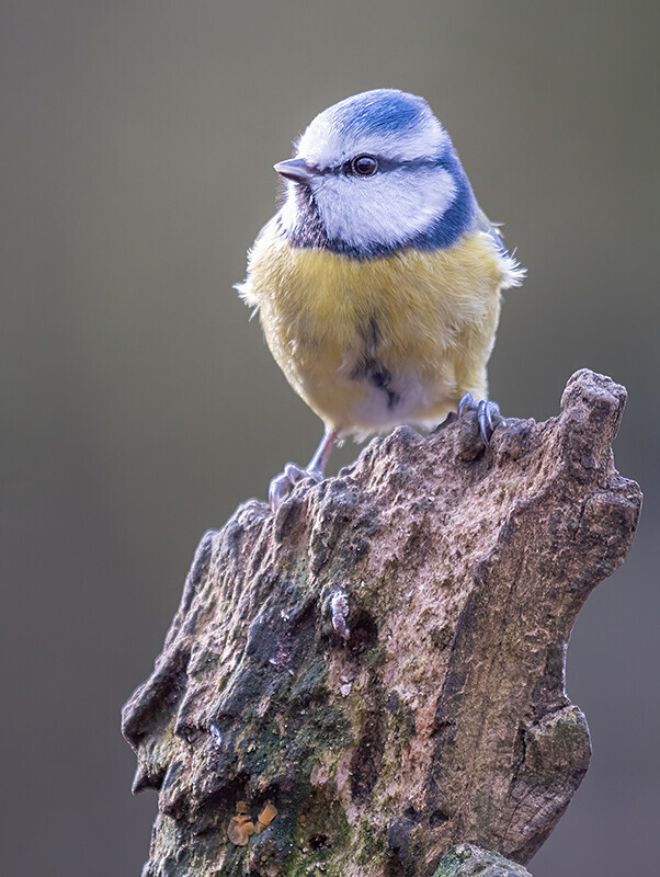 Blue Tit - Woodland