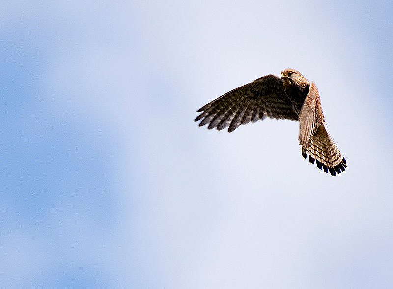 Common Kestrel - Upland & Mountain