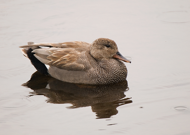 Gadwall - Gadwall