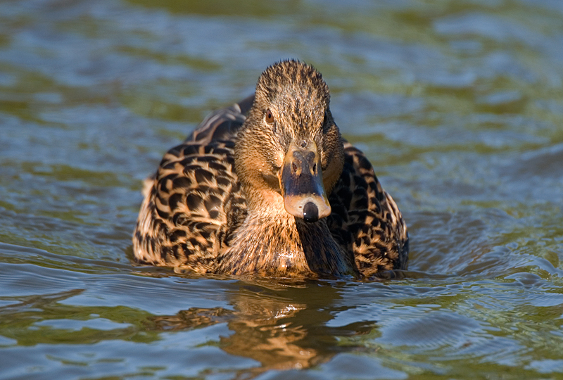 Mallard - Mallard