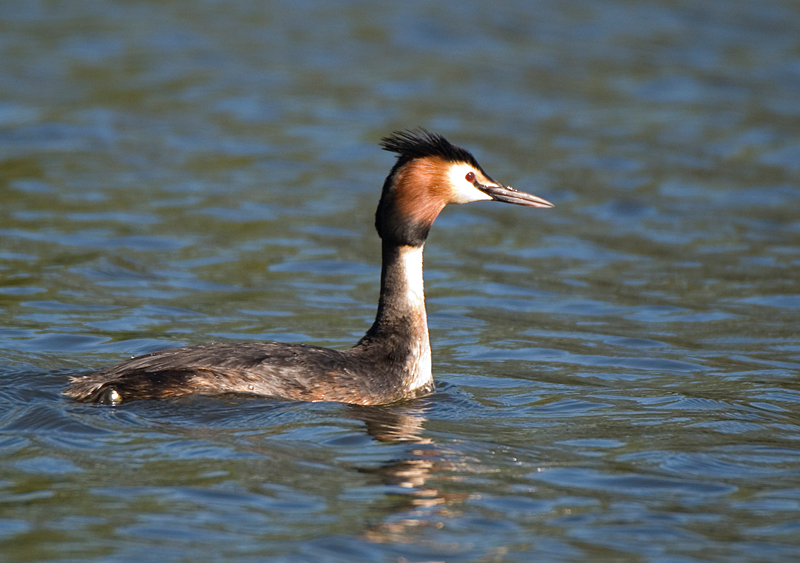 Great Crested Grebe - Grebe, Great Crested