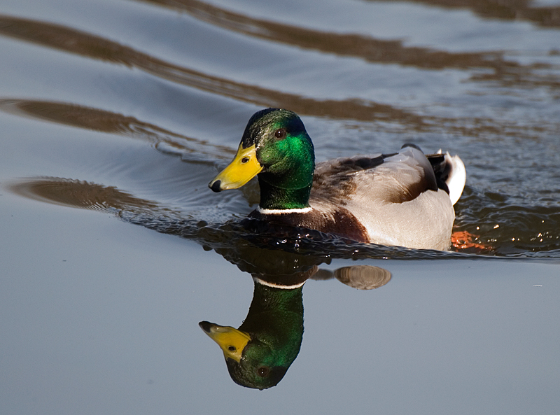 Mallard - Mallard