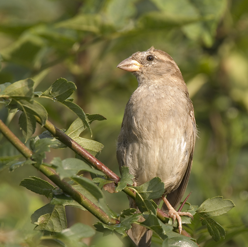 House Sparrow - House Sparrow