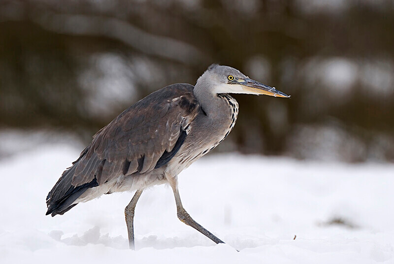  - Winter Grey Herons