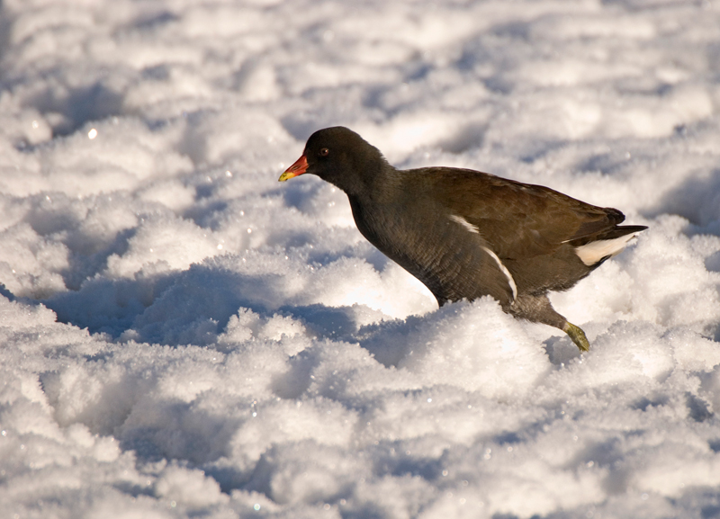 Moorhen - Moorhen