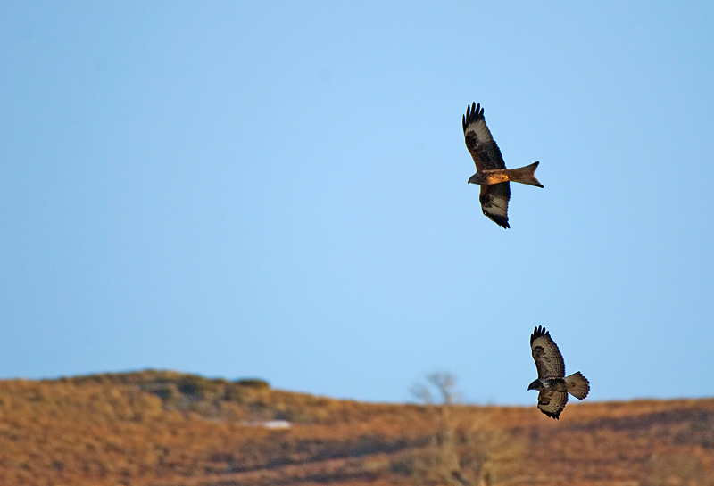 Red Kite & Buzzard