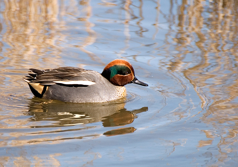 Teal - Teal