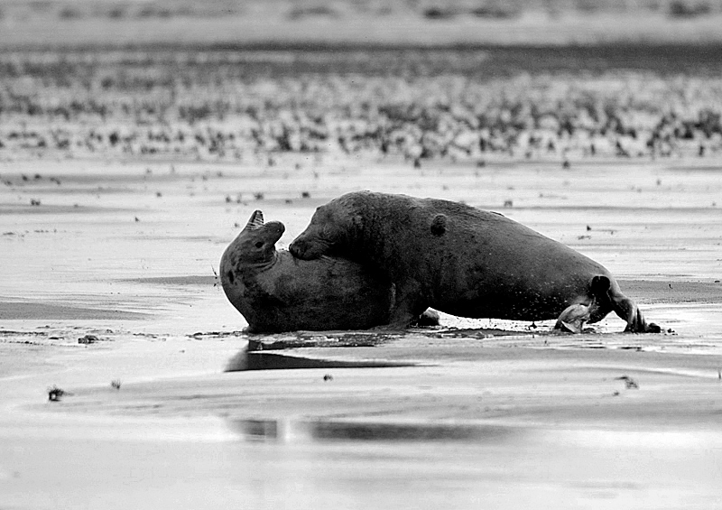 Grey Seals - Mono