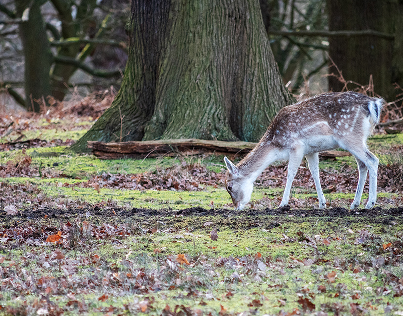 Fallow Deer - Woodland