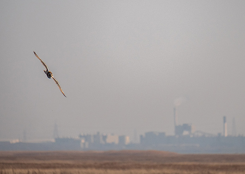 Short-eared Owl - Coastal & Wetland