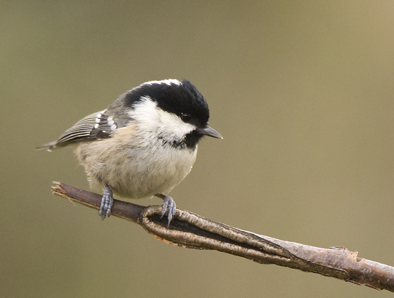 Coal Tit - Tit, Coal