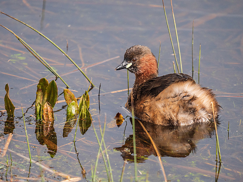  - Coastal & Wetland