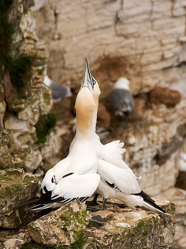  - Northern Gannet