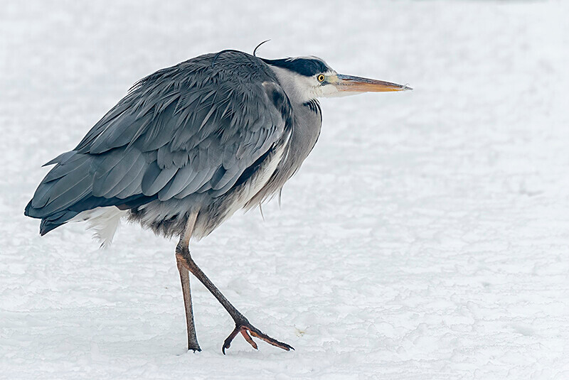  - Winter Grey Herons