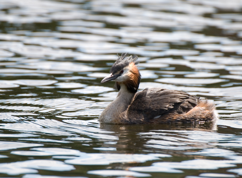 Great Crested Grebe - Grebe, Great Crested