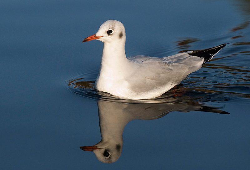 Black-Headed Gull - Coastal & Wetland