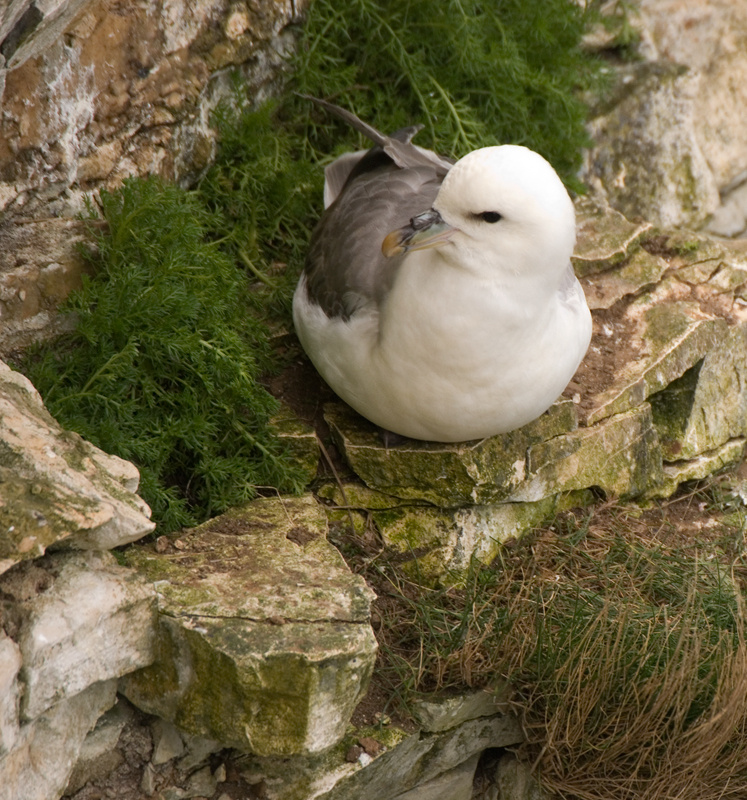 Fulmar - Fulmar