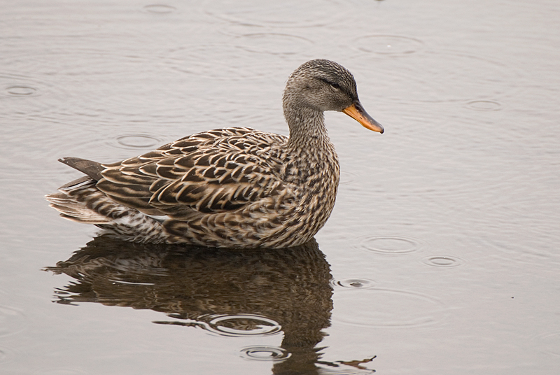 Gadwall - Gadwall