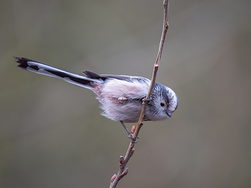 Long-Tailed Tit - Woodland