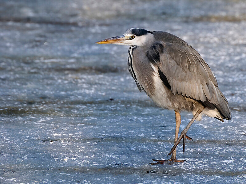  - Winter Grey Herons