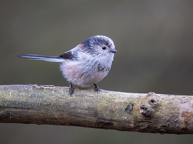 Long-Tailed Tit - Woodland