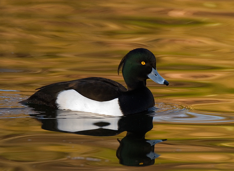 Tufted Duck - Duck, Tufted