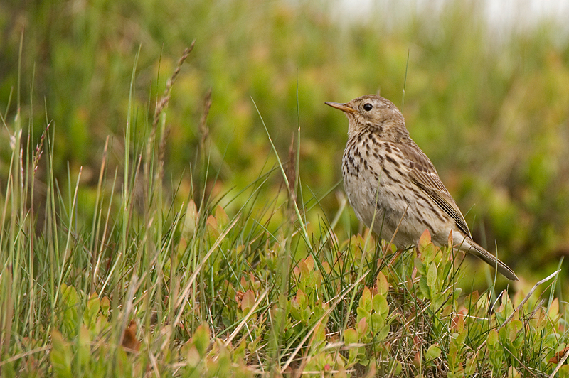Meadow Pipit - Pipit, Meadow