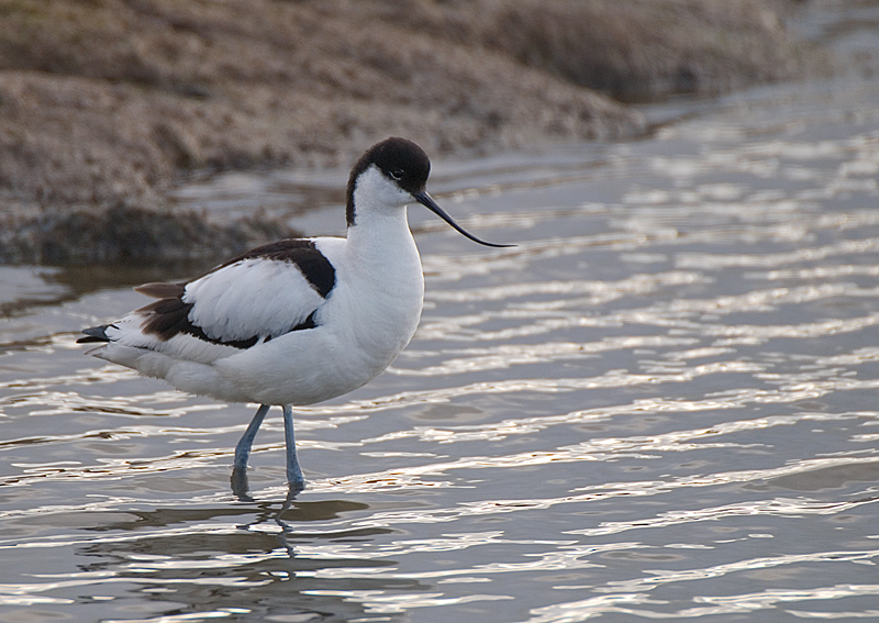 Avocet - Avocet