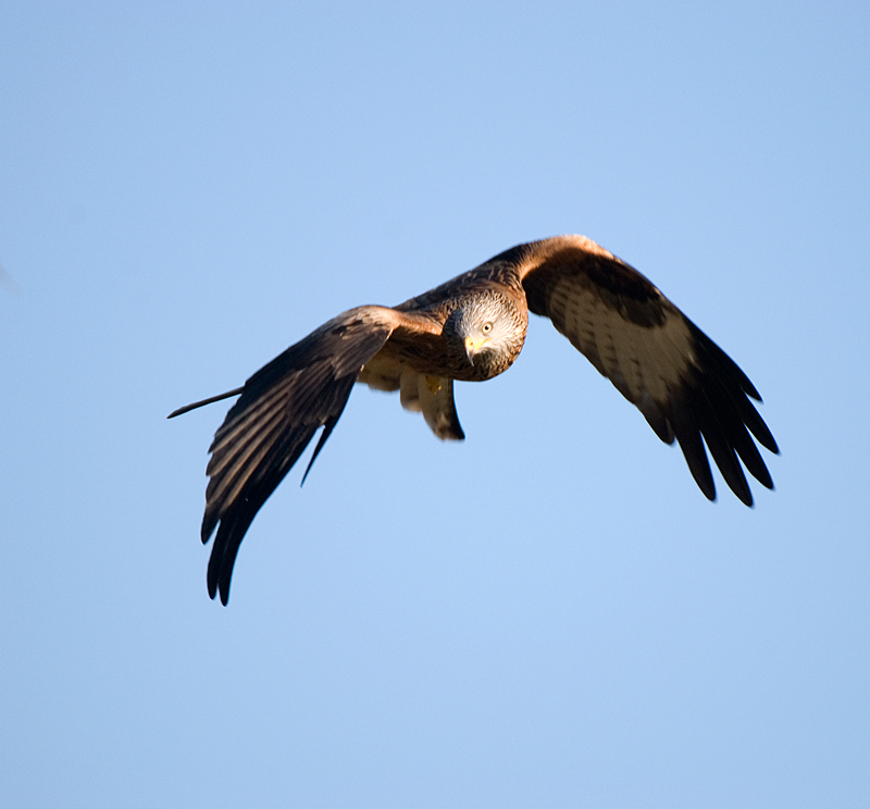 Red Kite - Red Kite