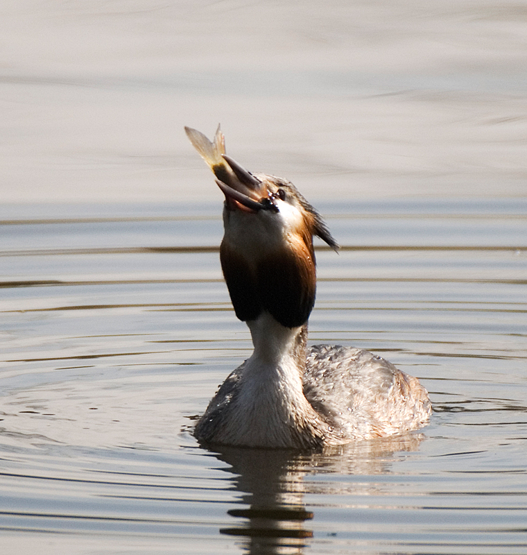Great Crested Grebe - Grebe, Great Crested