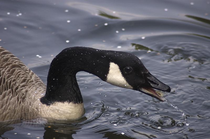 Canada Goose - Goose, Canada